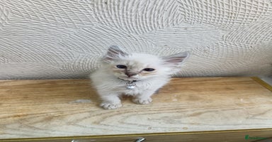 Ragdoll cats - Advert 4