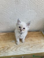 Ragdoll cats - Advert 4