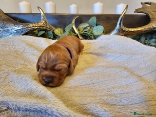 Cockapoo dogs Gorgeous Cockapoo puppies - Advert 4