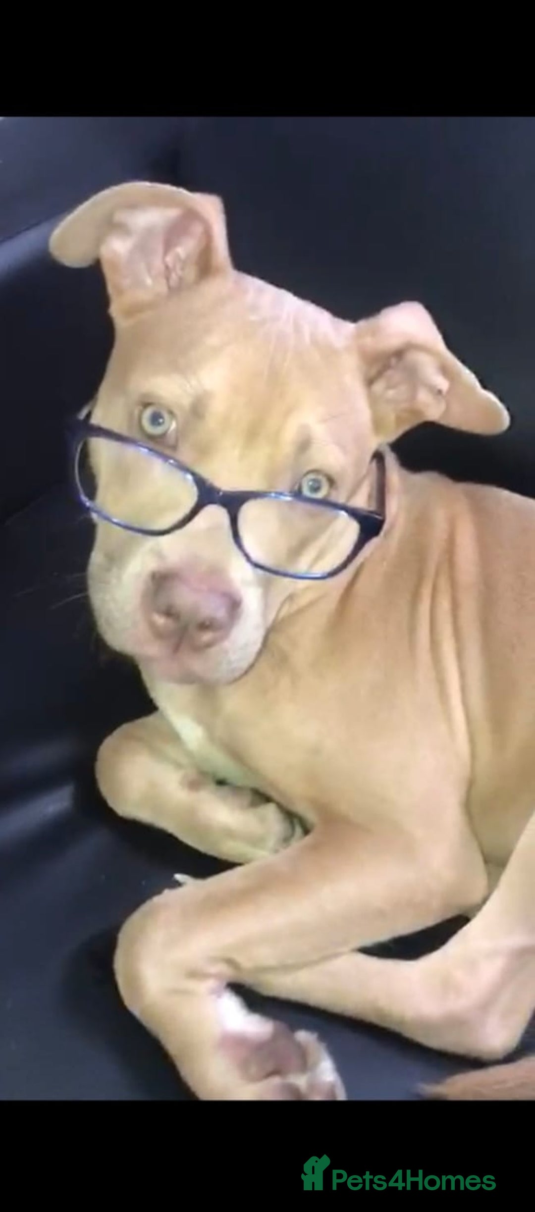 Mixed Breed dogs for sale: 10 month pup looking for forever loving home  - Advert 1