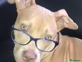 Mixed Breed dogs 10 month pup looking for forever loving home - Advert 8