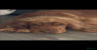 Cocker Spaniel dogs - Advert 15