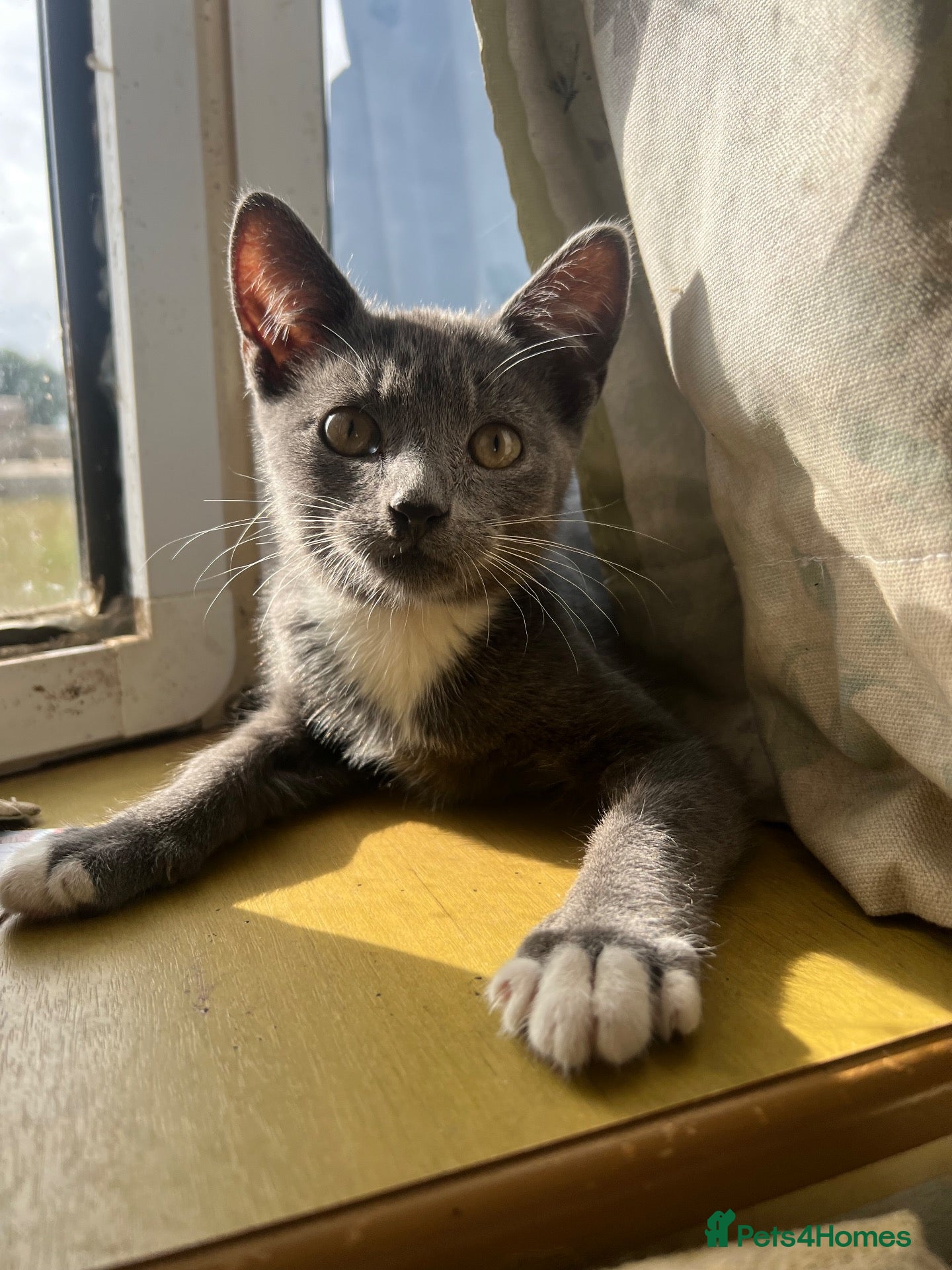 Mixed Breed cats 5 kittens looking for homes - Advert 2