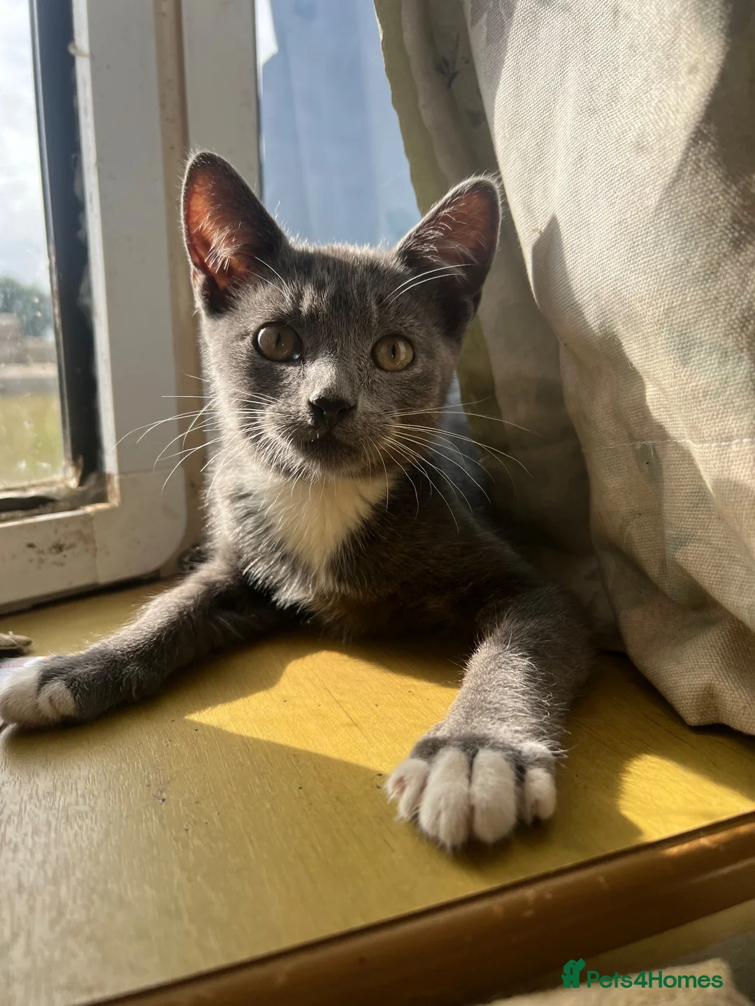 Mixed Breed cats for sale: 5 kittens looking for homes in Thirsk - Advert 1