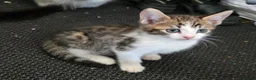 Mixed Breed cats for sale: Bengal female kitten - Advert 5