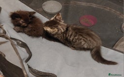 Mixed Breed cats for sale: Beautiful ragdoll bengal kittens  - Image 8