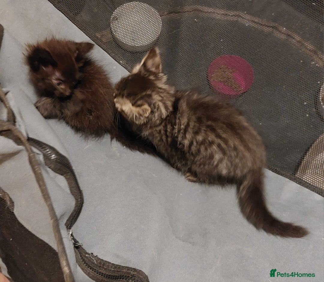 Mixed Breed cats for sale: Beautiful ragdoll bengal kittens  - Image 8