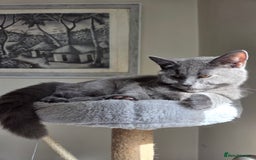 British Shorthair cats for sale: ☆ 6month male british shorthair kitten ☆ - Advert 11