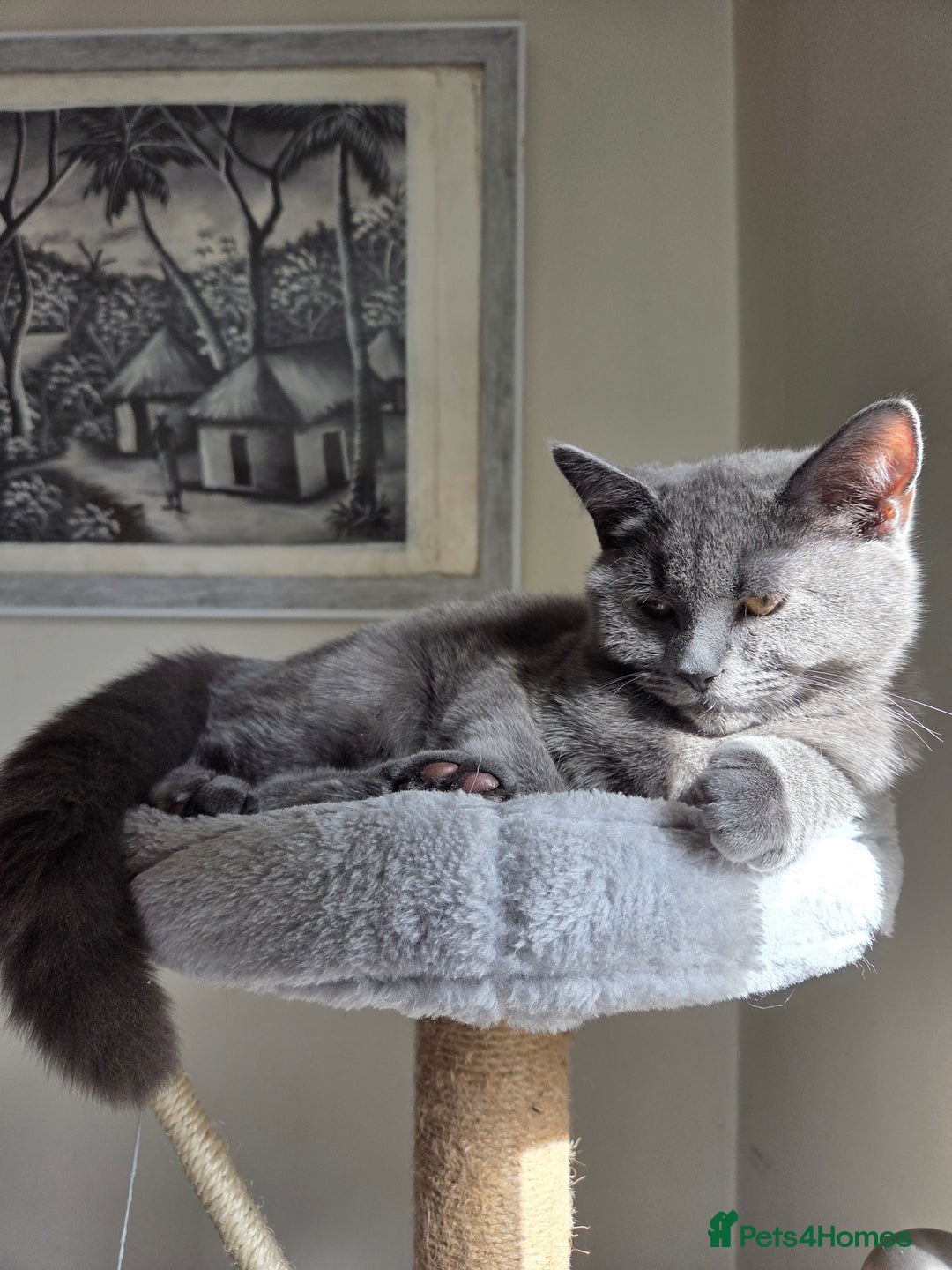 British Shorthair cats for sale: ☆ 6month male british shorthair kitten ☆ - Advert 11