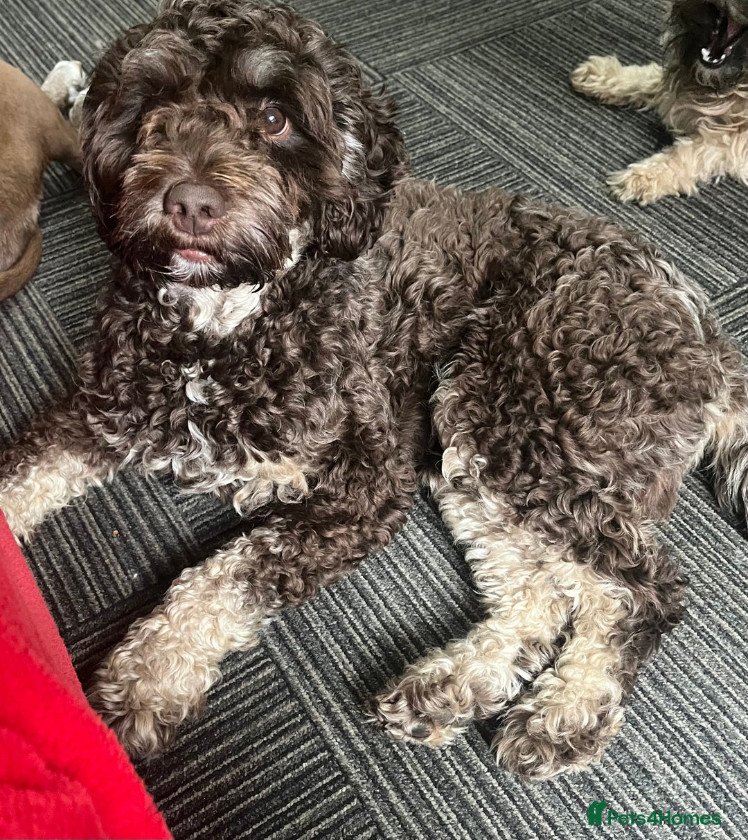 Mixed Breed dogs for sale: Shihpoo x Cockapoo puppies  - Advert 13