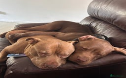 American Bull Staffy dogs for sale: American staffy - Image 7