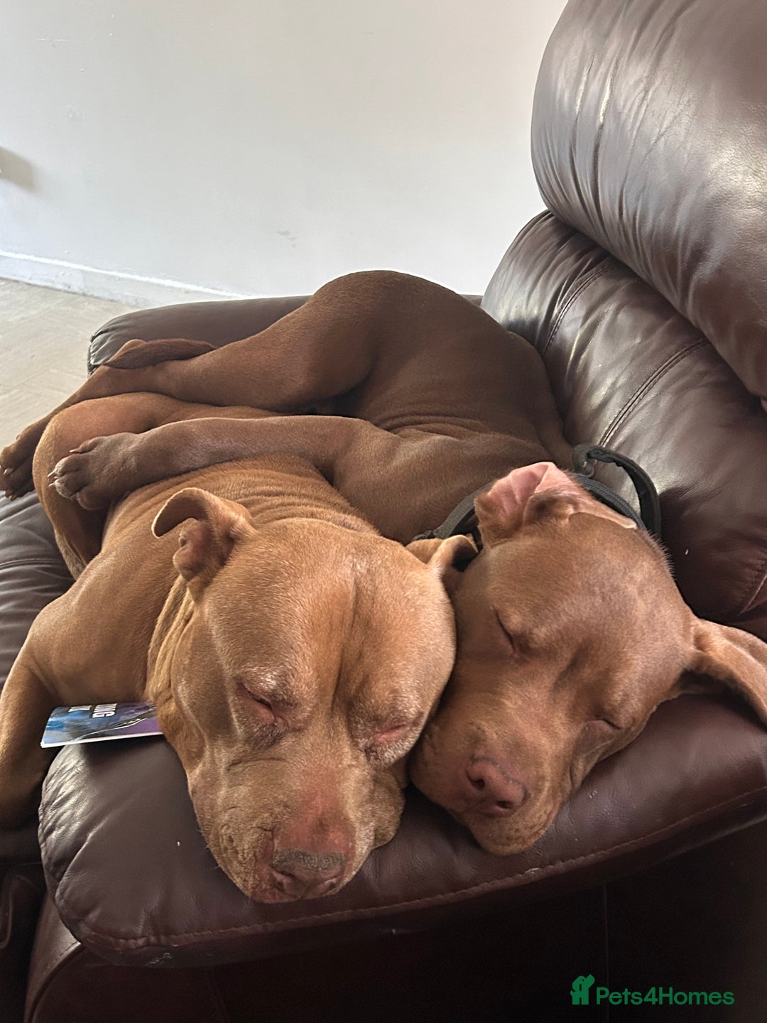 American Bull Staffy dogs for sale: American staffy - Image 7