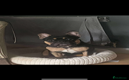 French Bulldog dogs for sale: French bulldog (bear) - Image 7