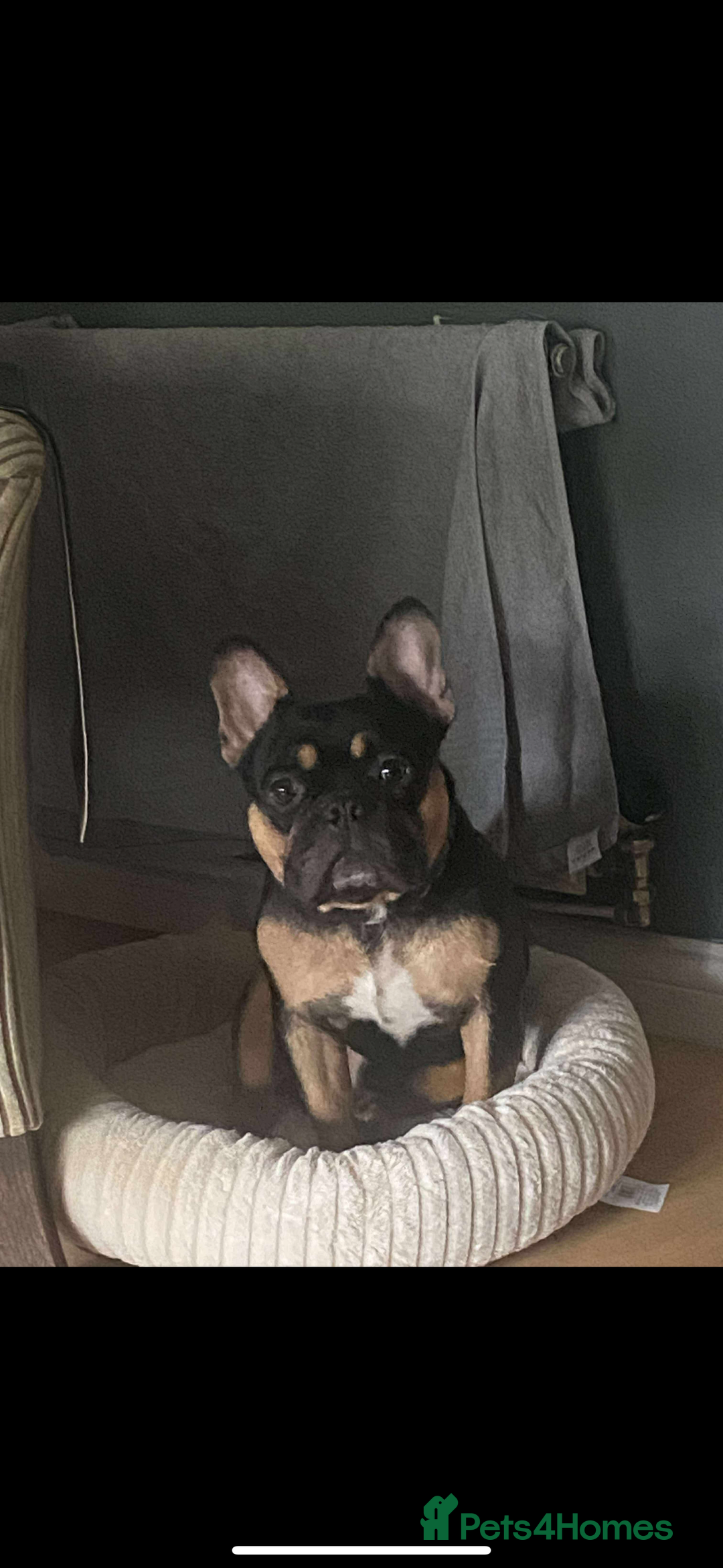 French Bulldog dogs for sale: French bulldog (bear) - Image 7