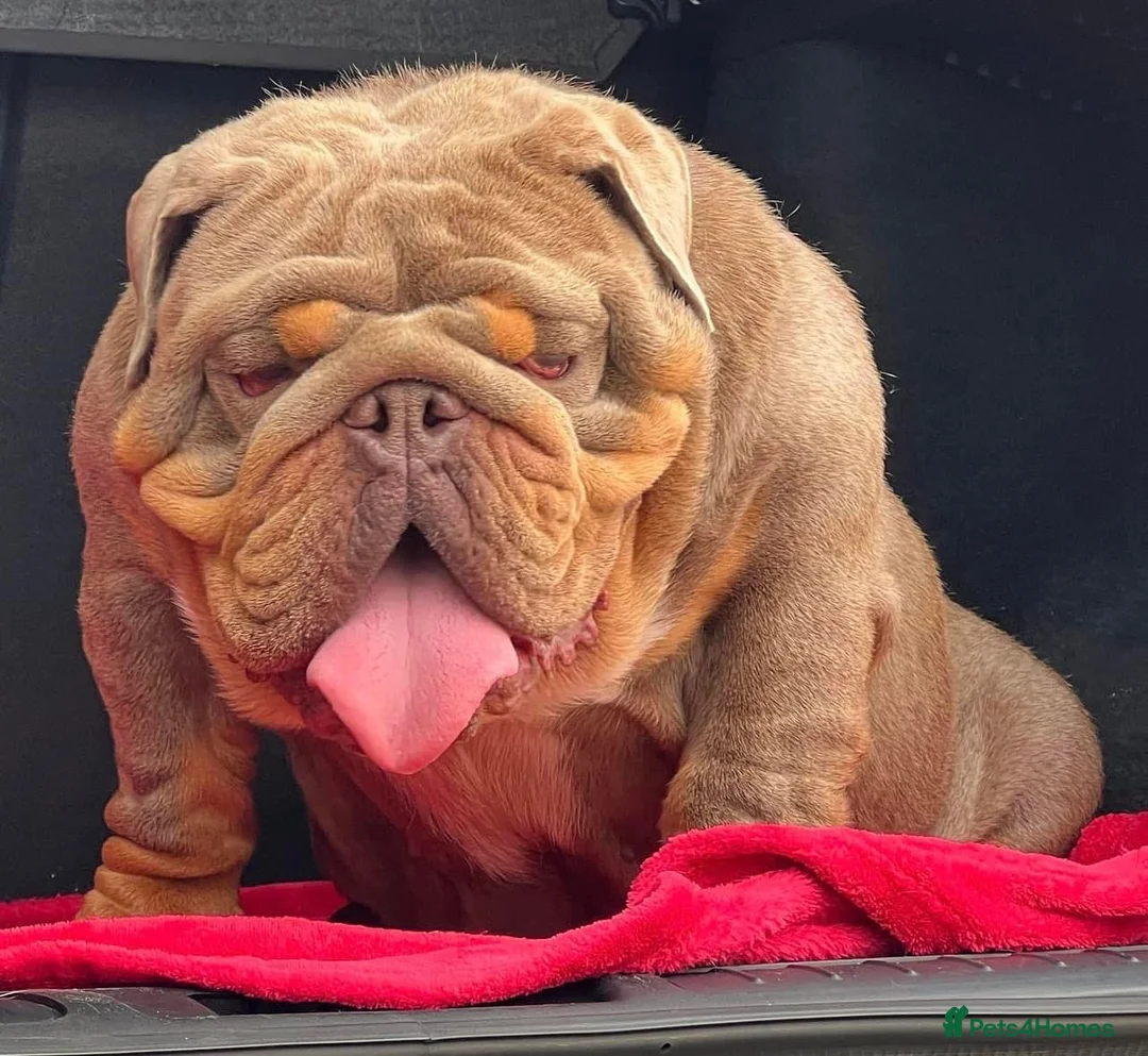 English Bulldog dogs for stud: GELATO 🍧 in Middlesbrough - Advert 3