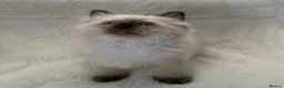 Ragdoll cats for sale: CHAMPION BLOODLINE RAGDOLL KITTENS 🥇🏅 - Advert 18