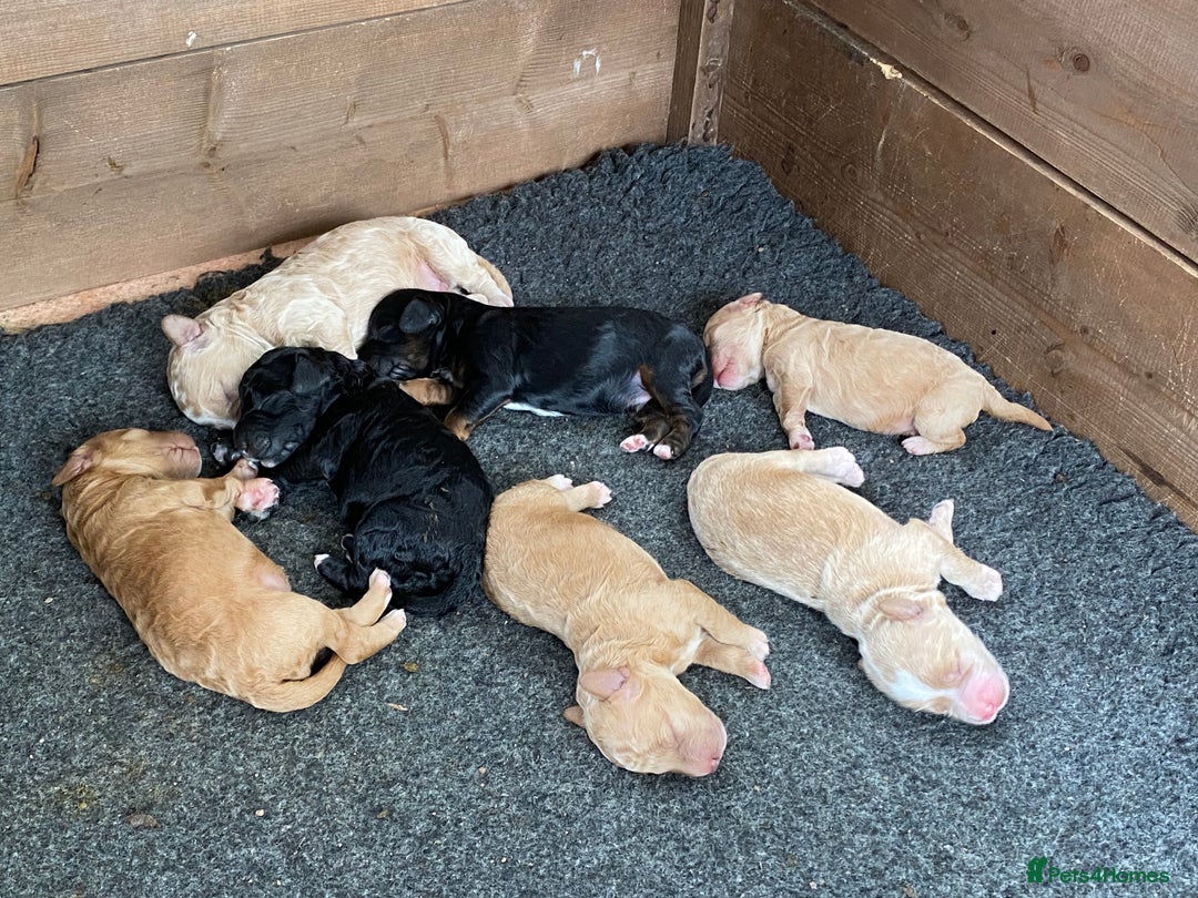 Australian Labradoodle dogs for sale: Adorable 3/4 Australian Labradoodle Puppies  - Image 6