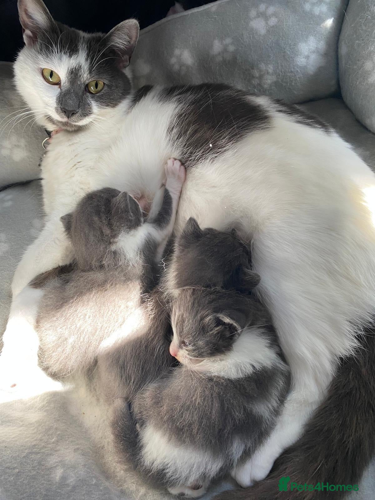 Mixed Breed cats Beautiful white and grey kittens  - Advert 3
