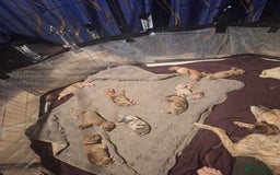 Lurcher dogs for sale: Saluki Lurcher  - Image 36