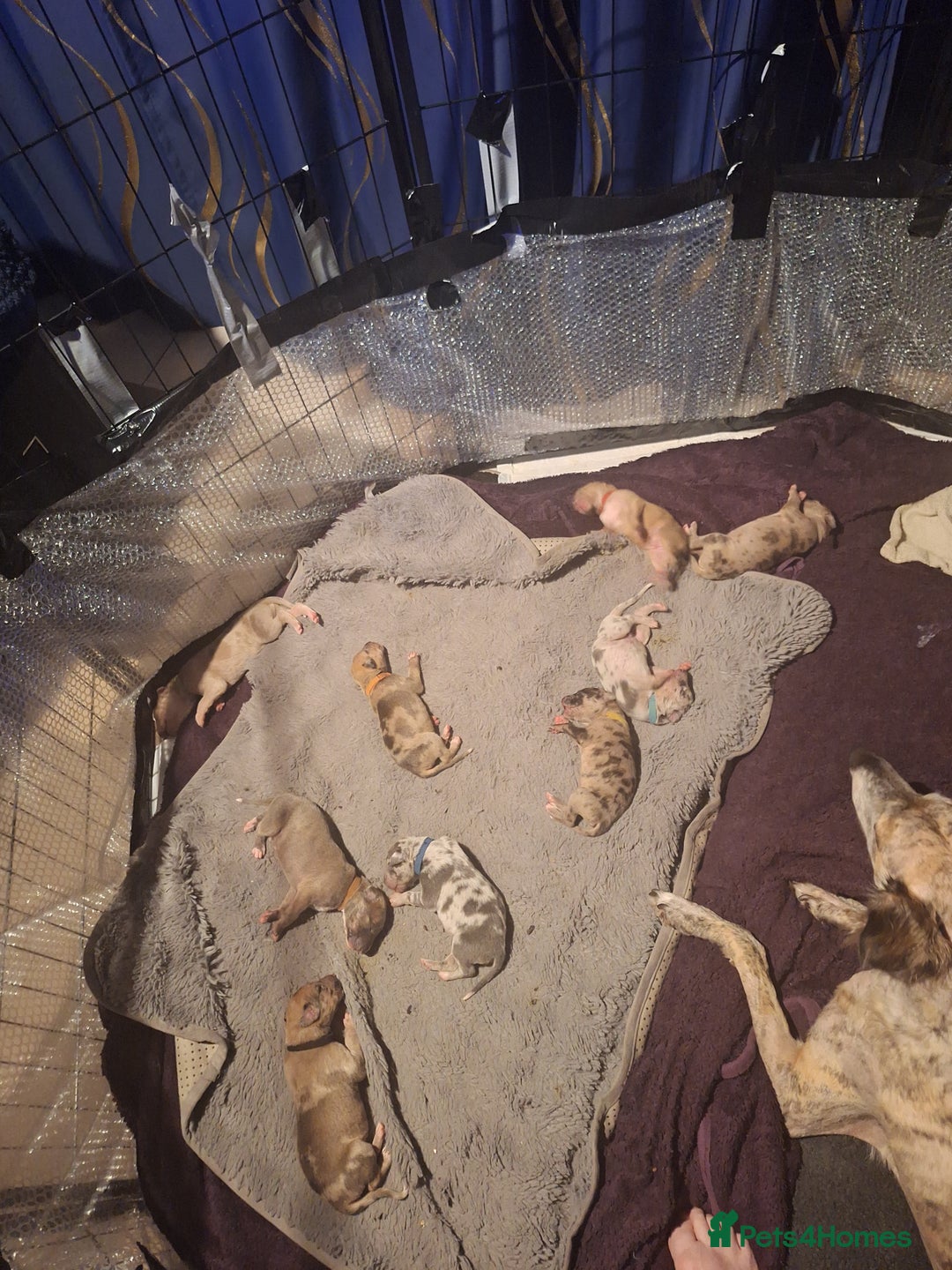 Lurcher dogs for sale: Saluki Lurcher  - Image 36