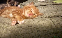Mixed Breed cats for sale: Beautiful babies ready in 2 weeks - Image 10