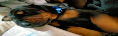 Dobermann Puppy 8