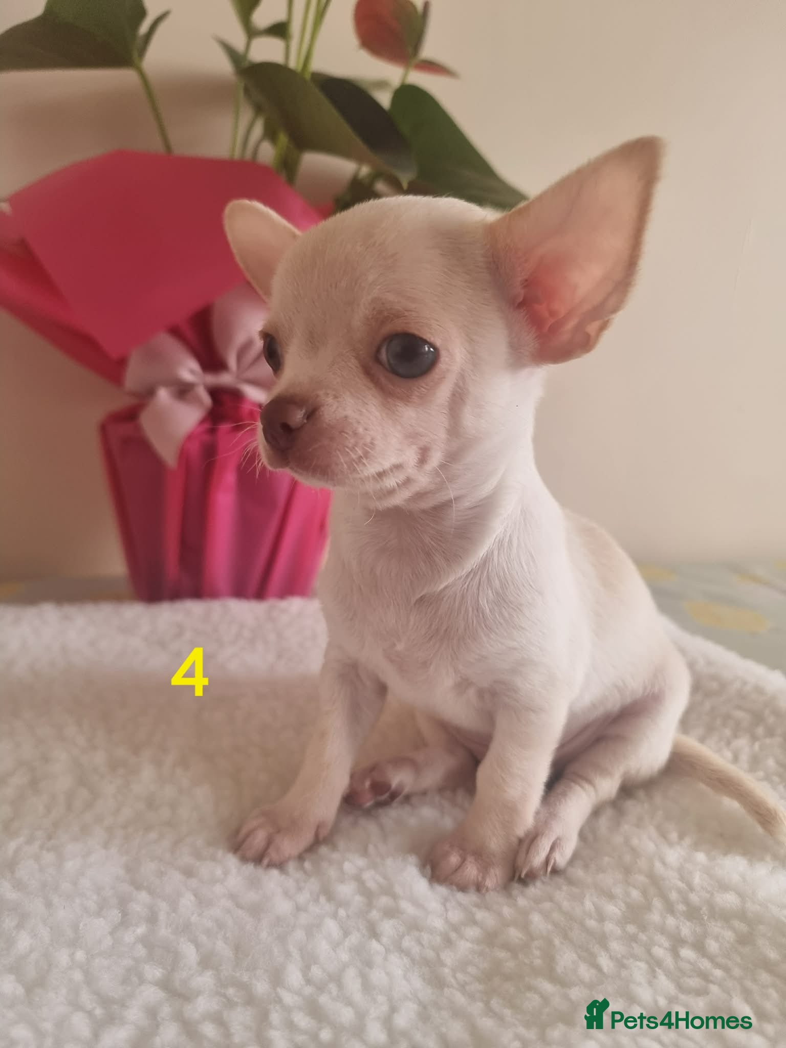 Chihuahua dogs Chihuahua - Advert 1