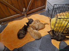 Mixed Breed cats - Advert 13