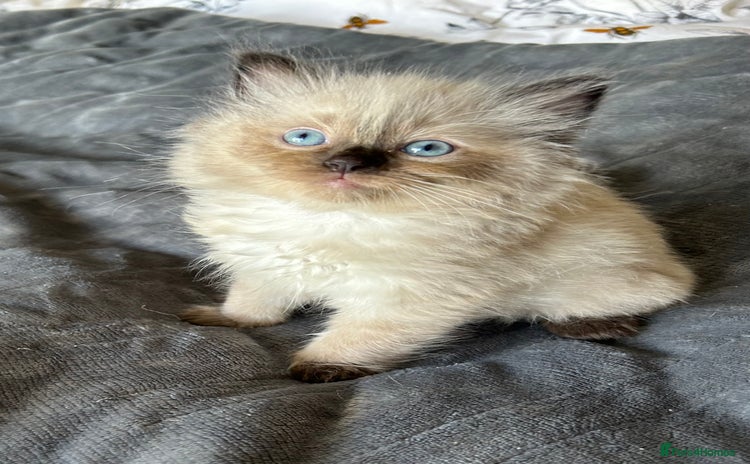Ragdoll cats - Advert 3