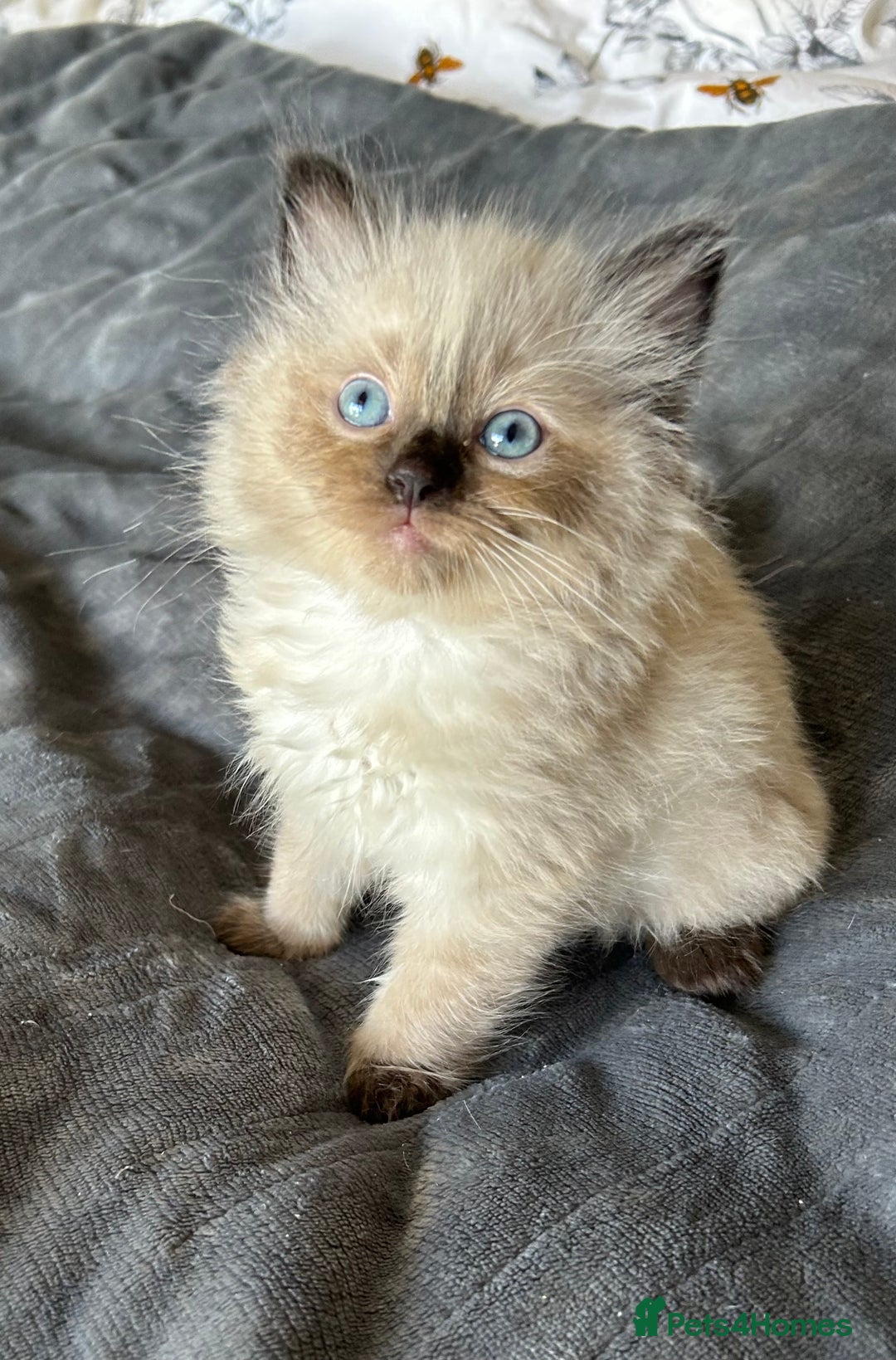 Ragdoll cats for sale: Beautiful chunky ragdoll Kitten - Image 1