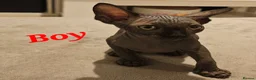 Sphynx cats for sale: 🐾 Beautiful Sphynx Kittens for Sale 🐾 - Advert 4