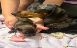 Mixed Breed dogs for sale: miniature dachshunds  - Image 12