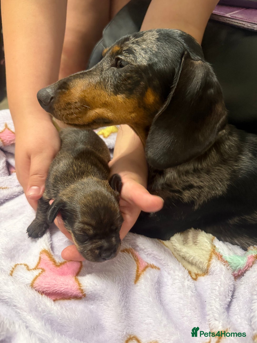 Mixed Breed dogs for sale: miniature dachshunds  - Image 12