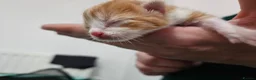 Mixed Breed cats for sale: Beautiful Unique Kittens Now Available to Reserve in Salisbury - Advert 3