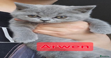 British Shorthair cats - Advert 7