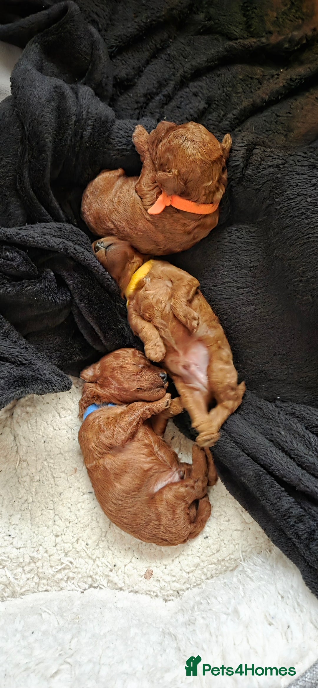 Mixed Breed dogs for sale: Toy / Aisan Poodle, Red Puppies - Advert 35