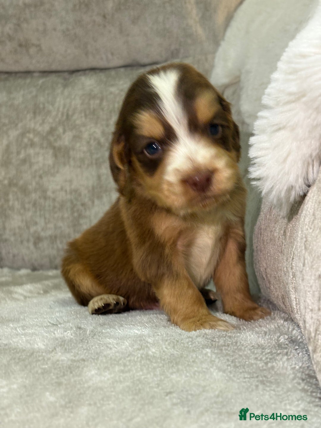 Cocker Spaniel dogs for sale: Stunning cocker spaniel puppies - Advert 23