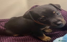 Jack Russell dogs for sale: Miniature natural bobtailed Jack Russells - Image 4