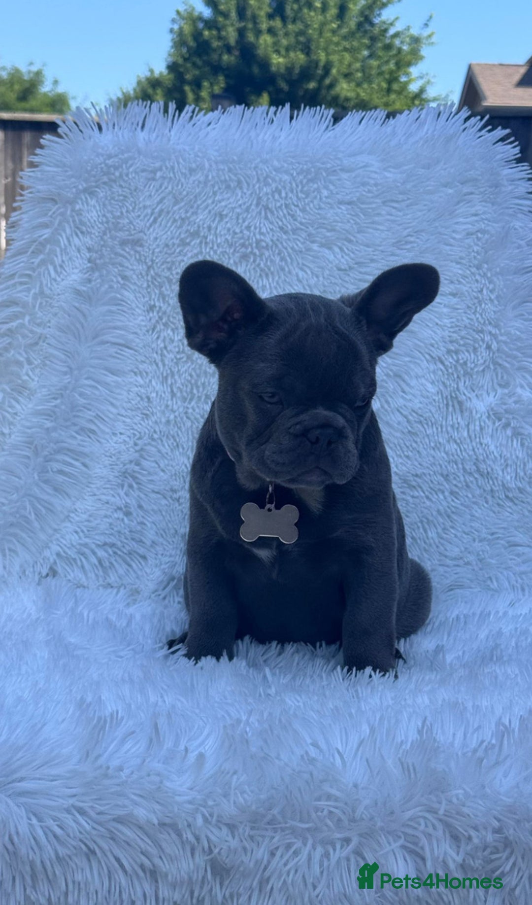 French Bulldog dogs for sale: Female French Bulldog: six moths old - Image 4