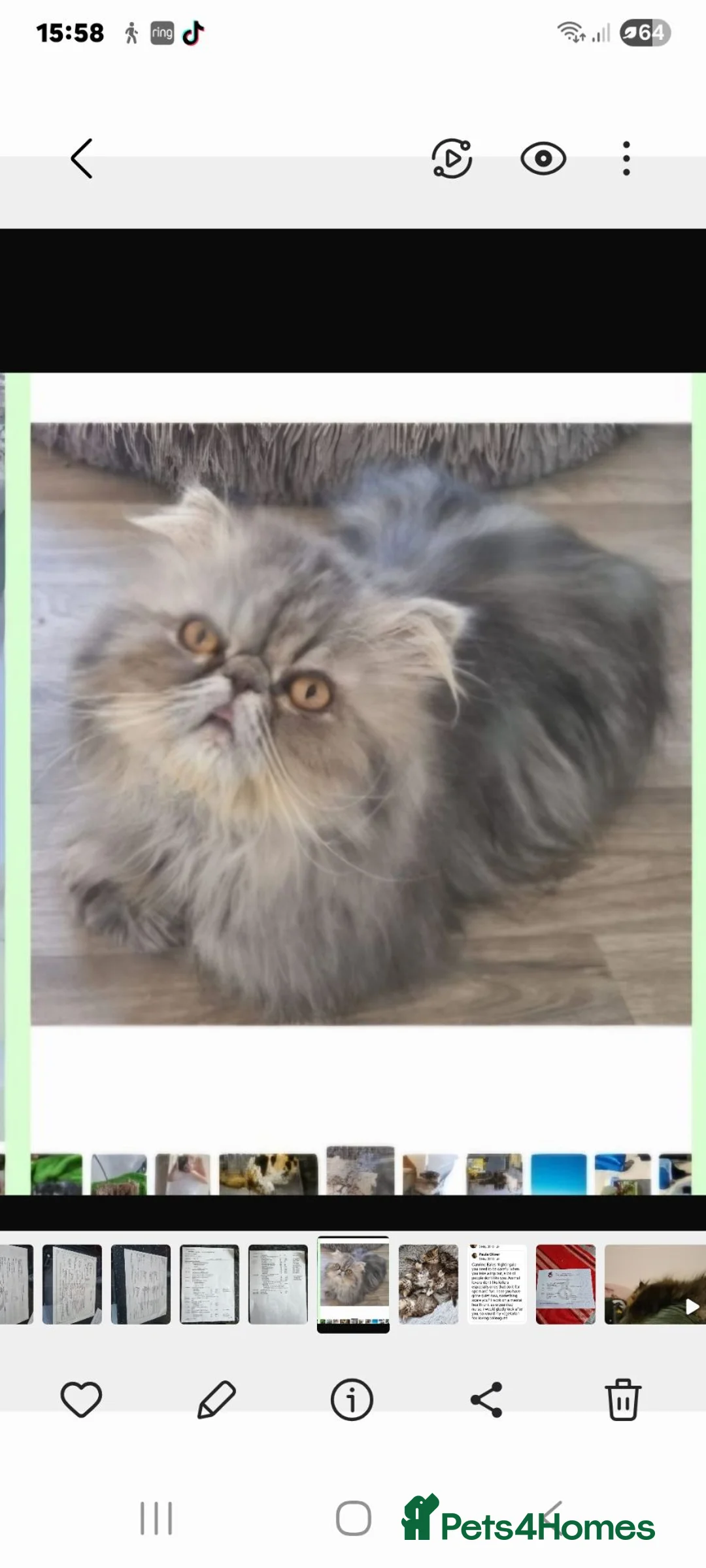 Persian cats for sale: Last GCCF registered persian kitten  - Advert 7