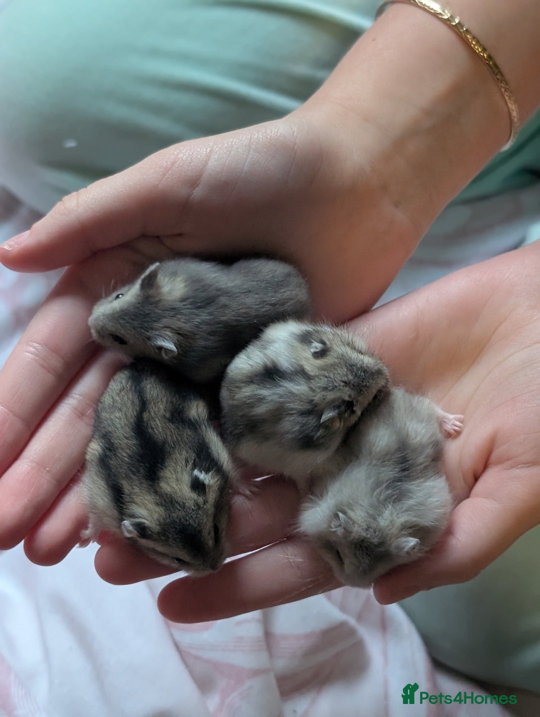 Hamster rodents for sale: Russian baby hamsters  - Image 4