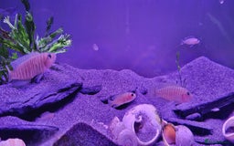 Cichlids fish for sale: Tanganyikan Cichlids - Image 5