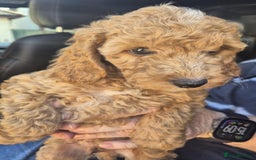 Cockapoo dogs for sale: F1 Cockapoo's - Image 24