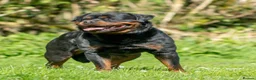 Rottweiler dogs for stud: Stunning Fully Health Tested KC Reg Rottweiler  in Langport - Advert 6