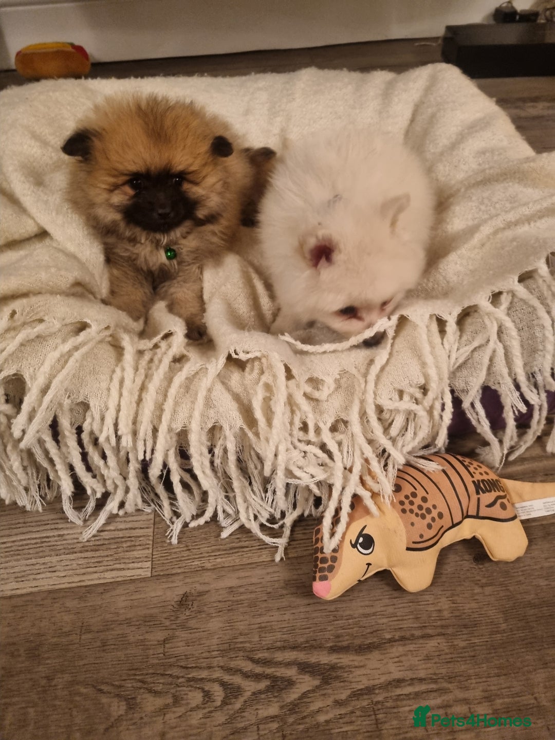 Pomeranian dogs for sale: Pomeraniums  - Advert 18