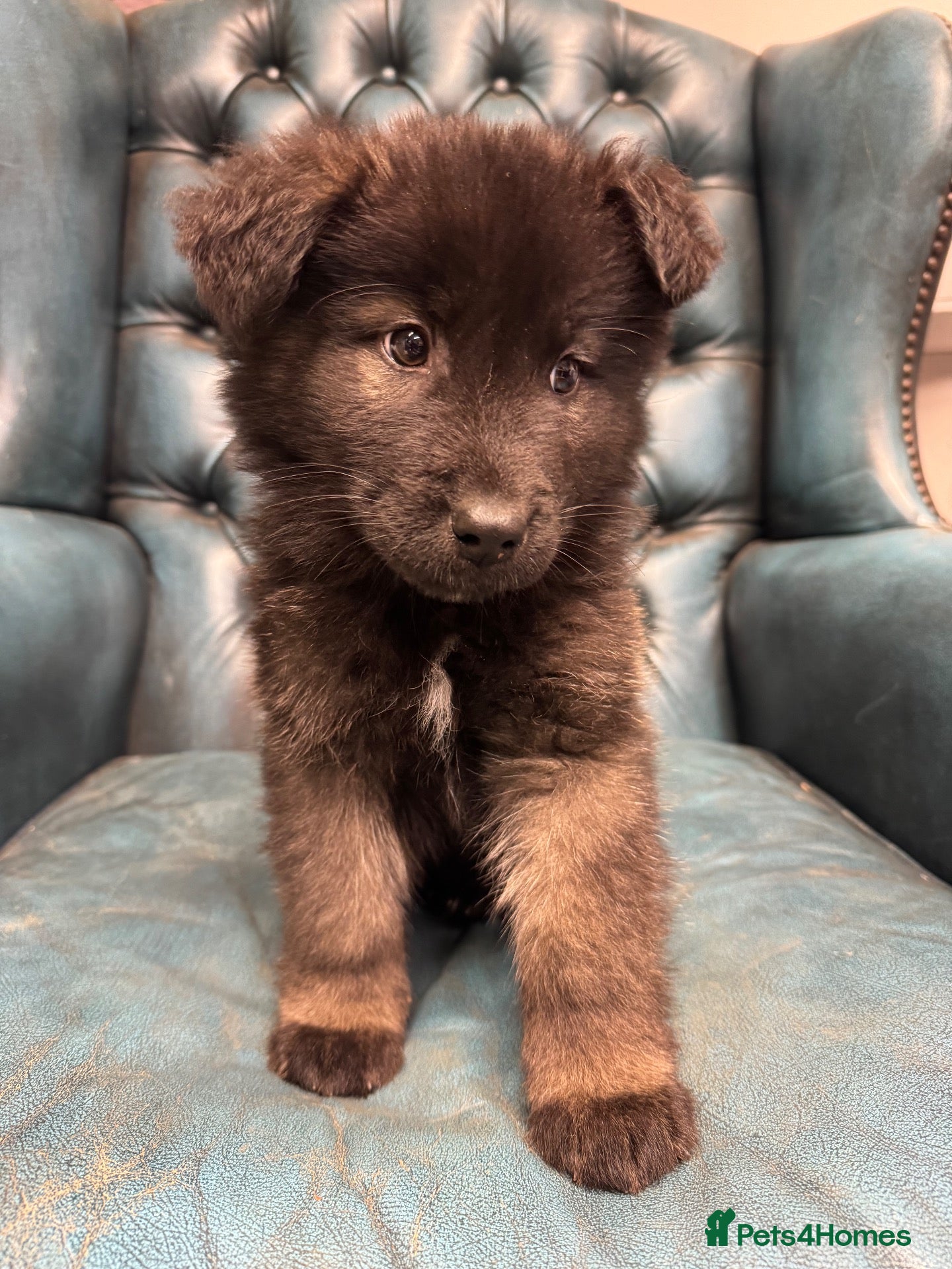 Akita dogs for sale: AKITA PUPPYS BOYS/GIRLS  - Advert 2