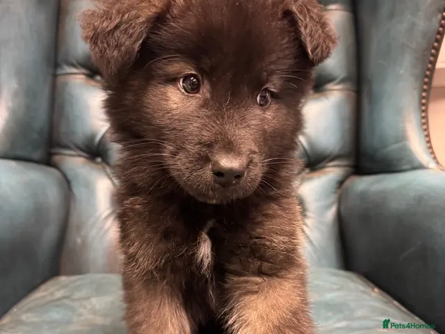 Akita dogs for sale: AKITA PUPPY 1 BOY AVAILABLE - Advert 2