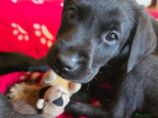 Labrador Retriever dogs KC Registered Black Labrador Puppies ready now - Advert 6