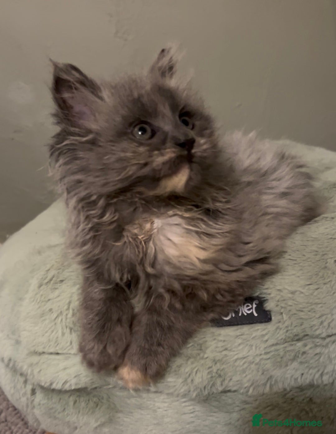 Maine Coon cats for sale: Maine Coon girl READY NOW - Advert 15