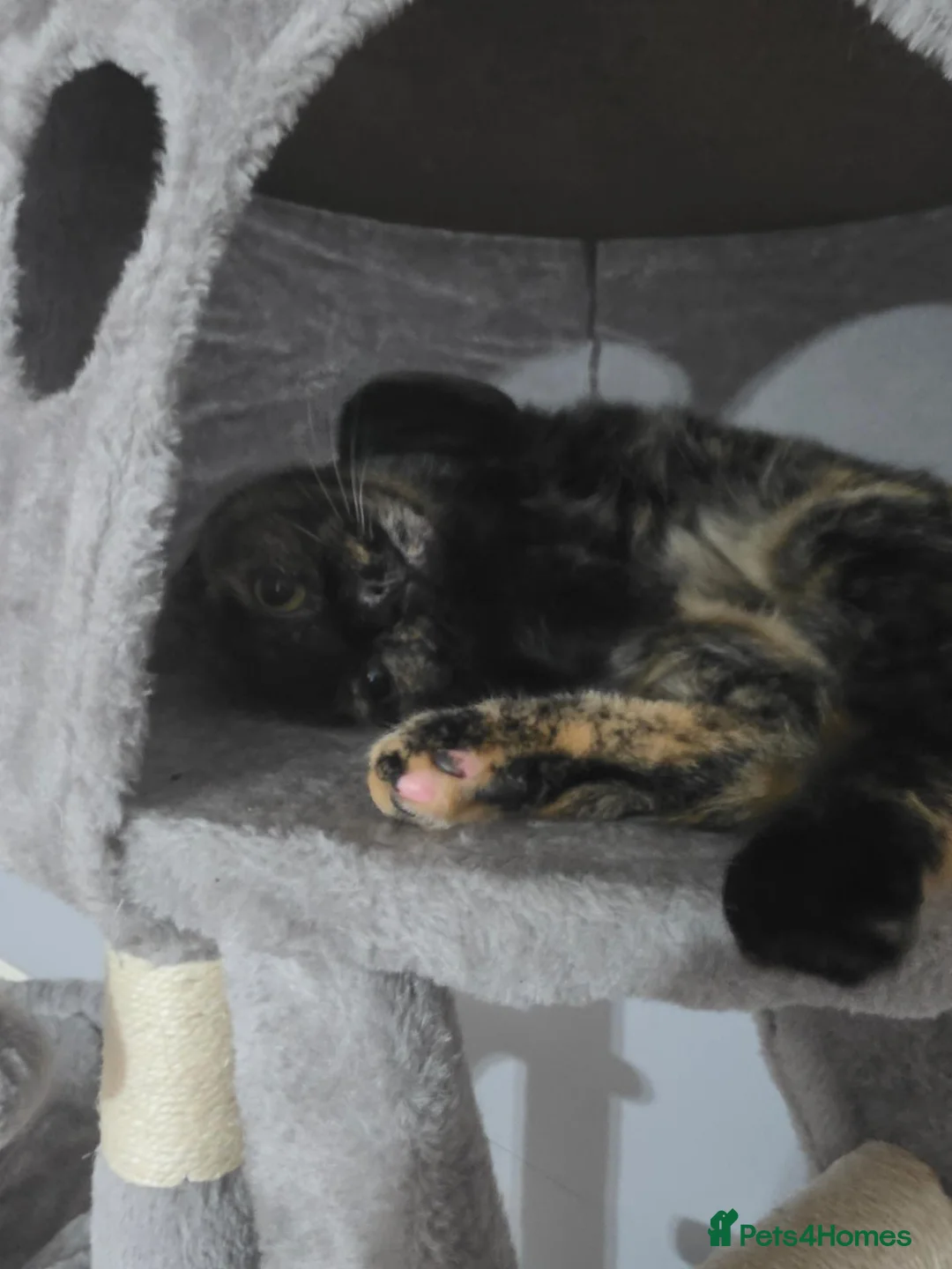 Domestic Shorthair cats for sale: Domestic shorthair for sale  in Birmingham - Advert 2